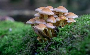 Mushroom