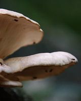 Pilz in Nahaufnahme