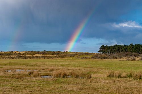 Regenboog boven de Amsterdamse Waterleidingduinen