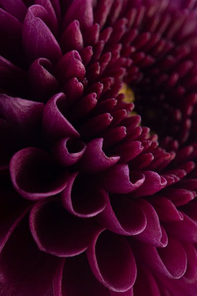Ein Stück lila Chrysantheme (stehend) von Marjolijn van den Berg