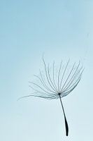 Flusen im Wind