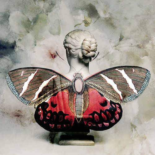Butterfly wings