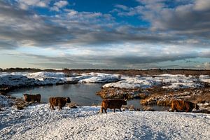 Les Scottish Highlanders dans le Zeepeduinen