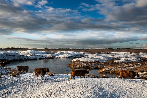 Les Scottish Highlanders dans le Zeepeduinen