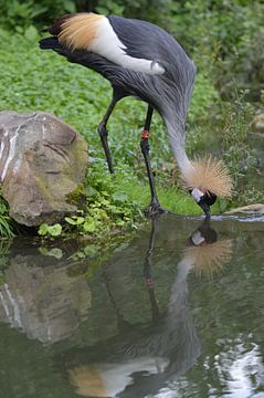 Oiseau sur Chris van der Wal