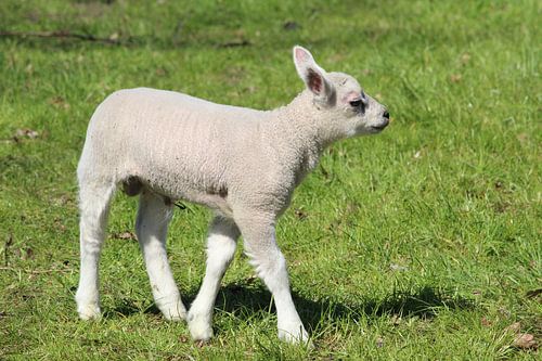 Lammetje in de wei