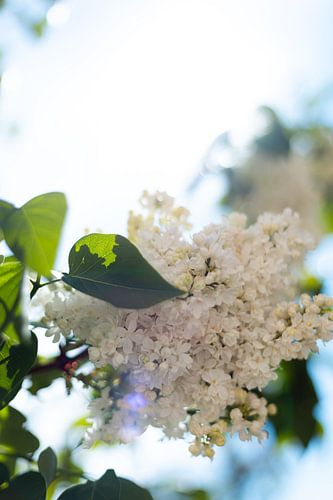 Weißer Flieder im Gegenlicht