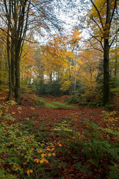 Autumn in the forest by Gert Hilbink