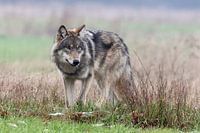De Wolf