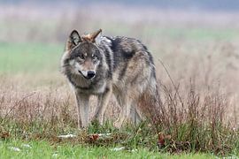 Der Wolf von Laura Burgman