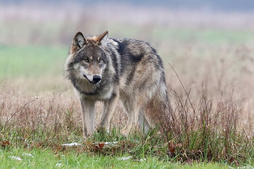 De Wolf van Laura Burgman
