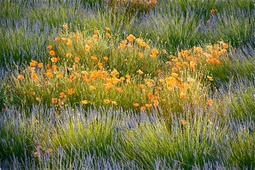 Poppies & Lavendel van Lars van de Goor