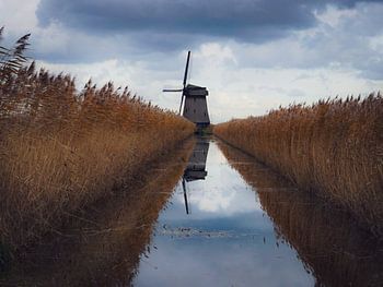Molen tussen het riet.