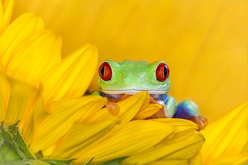 Rotäugiger Frosch