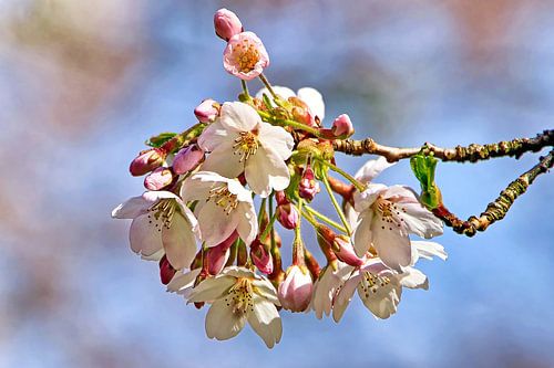 Japanese cherry (Sakura)