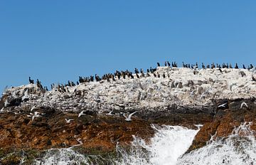 Aalscholvers op een eiland in Algoa Bay van Jolene van den Berg