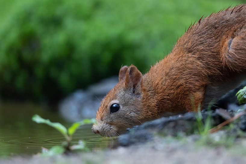 Eichhörnchen von @Unique