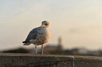 Möwe im Abendlicht