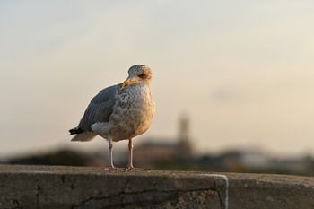 Zeemeeuw in het avondlicht