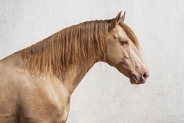 Portret van een Portugese hengst | Paard | Fotografie van Laura Dijkslag