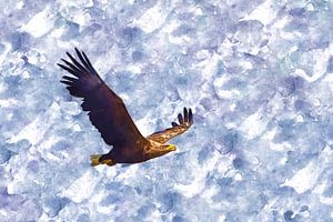 Seeadler im Flug Zeichnung