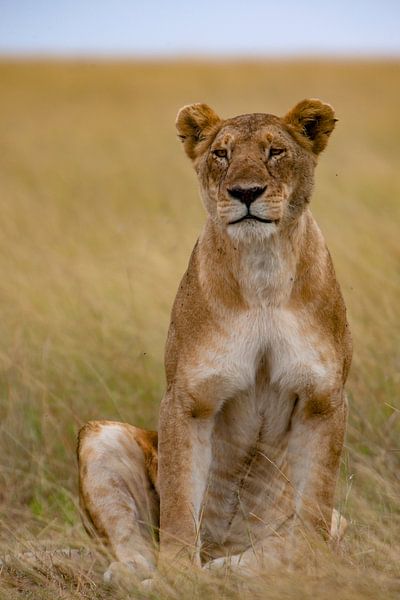 sitting Lioness by Peter Michel