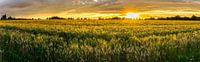 Duitsland, XXL panorama van landelijke tarwevelden in warm zonsonderganglicht
