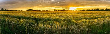 Duitsland, XXL panorama van landelijke tarwevelden in warm zonsonderganglicht van adventure-photos