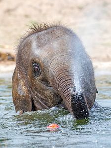 Olifant aan het zwemmen in het water van Patrick van Bakkum