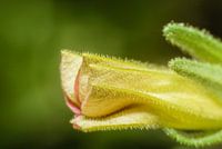 Mini Petunia Macro