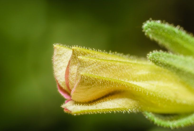 Mini Petunia Macro par Johan Slagers