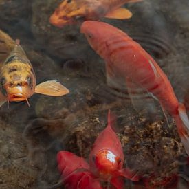 Tanz des Glücks und der Farben von Diederik De Mezel