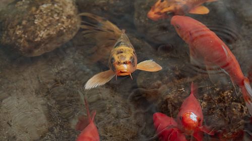 Dans van Geluk en Kleur van Diederik De Mezel