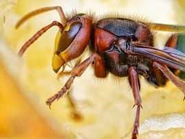 The hornet on the apple