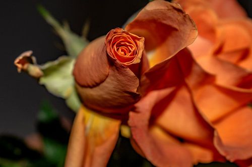 Flora : De Rozenknopjes