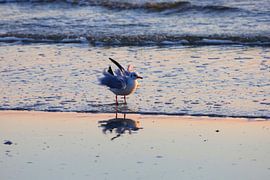 Morgenstimmung auf Usedom von Thomas Jäger