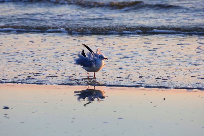 Morgenstimmung auf Usedom von Thomas Jäger