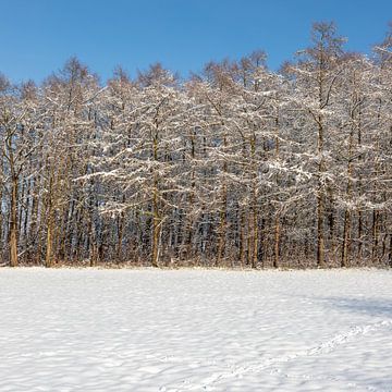 Schitteren sneeuwlandschap met besneeuwde bomen onder een stralend blauwe lucht van Kim Willems