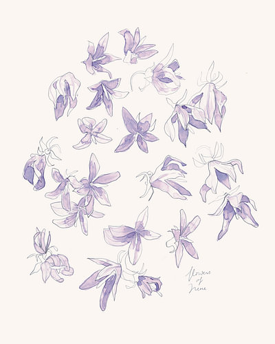 Fijne paarse bloemen