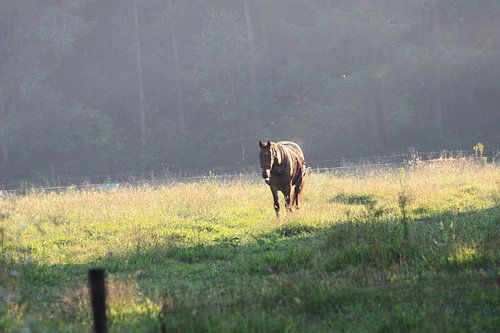 Paard in weide met regendamp