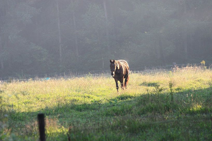Paard in weide met regendamp by M Ravensbergen