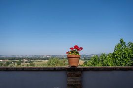 Sommerblumen in einem Blumentopf in einem Garten in der Toskana, Italien von Tjeerd Kruse