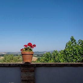 Summer flowers in a flowerpot in a garden in Tuscany, Italy by Tjeerd Kruse