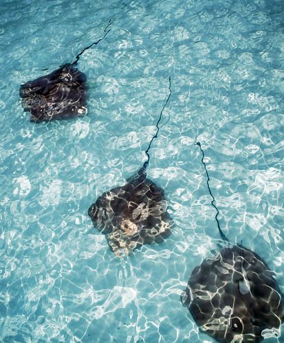 Stingrays by Jacky