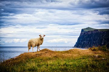 Schotse ram op het eiland Skye van Marieke_van_Tienhoven