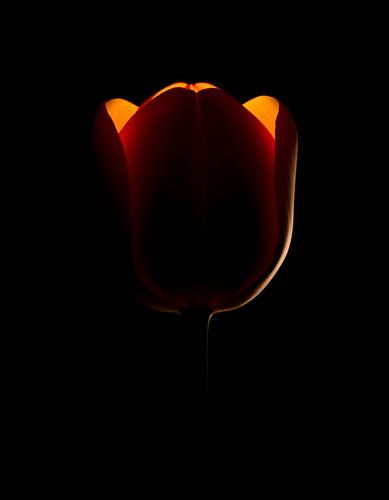 „Ember Tulip XIV“