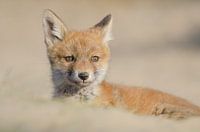 Vos - "Cute As Can Be"