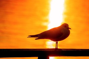 BODENSEE : DIE MÖWE IM SONNENUNTERGANG von Michael Nägele