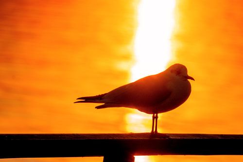 LAC DE CONSTANCE : LA MOUETTE AU COUCHER DU SOLEIL