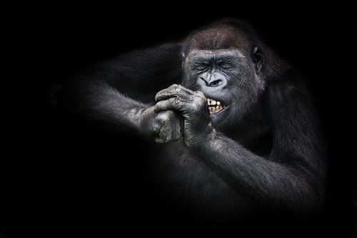 Grappige vrouwelijke gorilla knaagt ijverig op iets hards haar tanden ontbloot, haar ogen dichtknijp